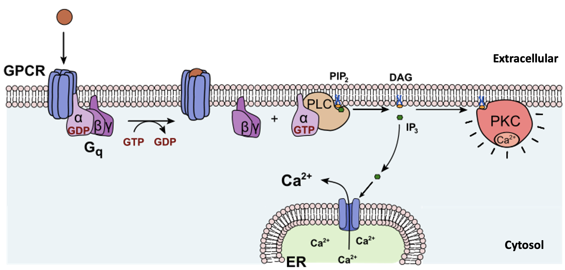 5.6 Signalling Across the Plasma Membrane – Online Textbook for Biol 395