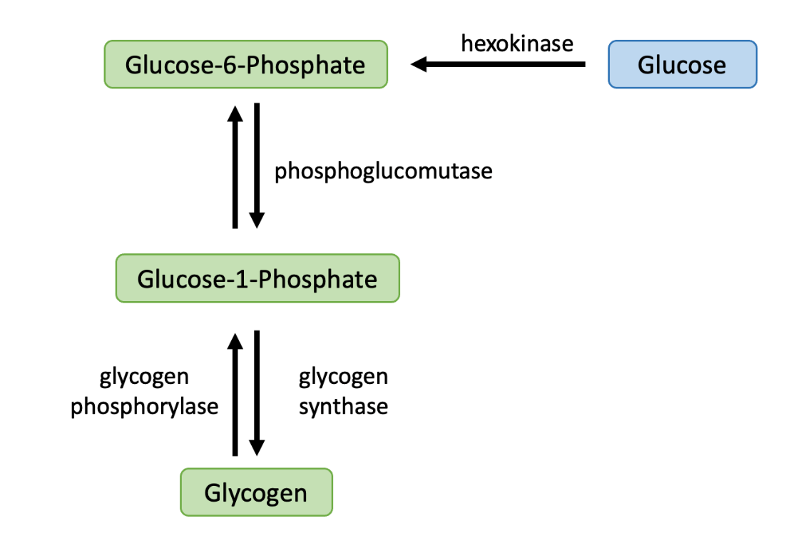 200.20 Metabolism Transformations of Energy and Matter – Online ...