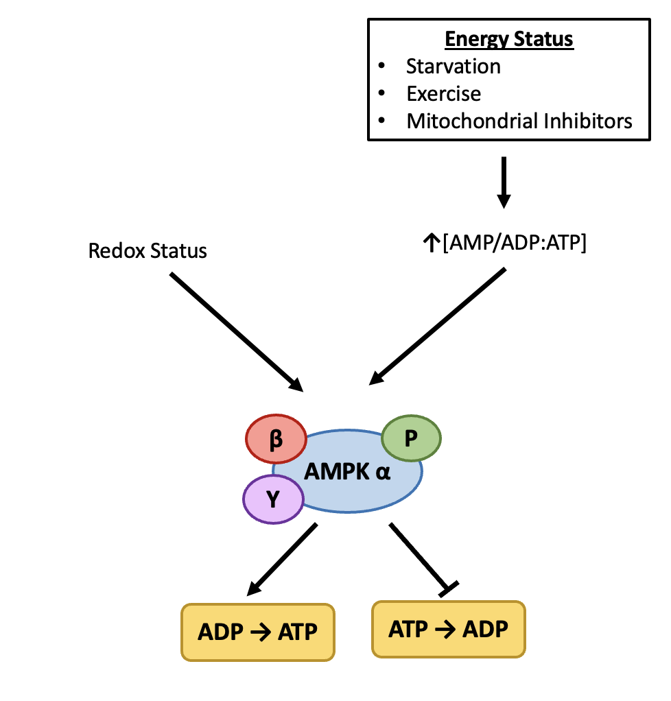 11.2 Sensing Energy Imbalances – Online Textbook for Biol 395