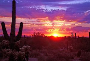 Picture of Cactus with sunset behind it.