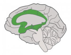 Brain with affective networks marked green.