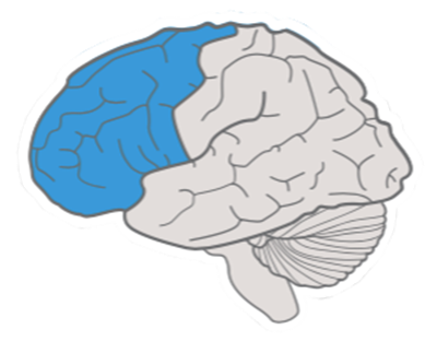 Brain with strategic networks marked blue.