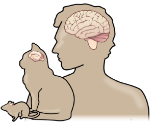 varied shapes and sizes of brains inside mouse, cat, and human silhouettes