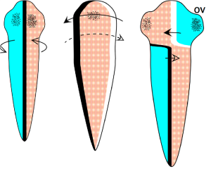 three progressive images of neural tube showing how contralateral organization might result from twist after tube forms and