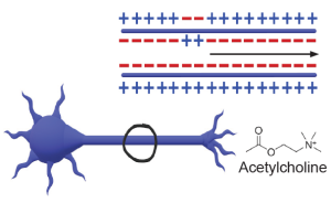 resting potential changes to less negative charge in order for action potential to be achieved; signal will send; neurotransmitters, such as acetylcholine, will be released