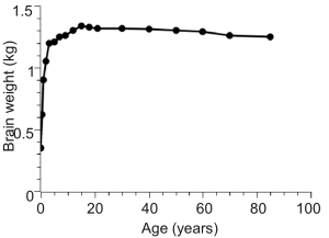 scatterplot showing rapid weight gain of the brain in early development (birth to age 5), slowed but continuing growth until about age 20 and no change to weight out in adulthood (after 20 years)