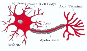 labelled multipolar neuron