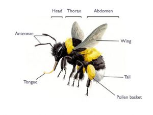 Honey Bee vs Bumble Bee: Top 5 Differences - Books and Willows