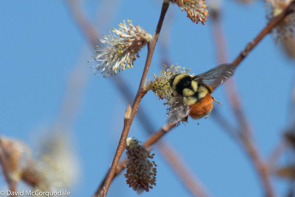 what-makes-a-bumble-bee-bumble-bees-of-unama-ki