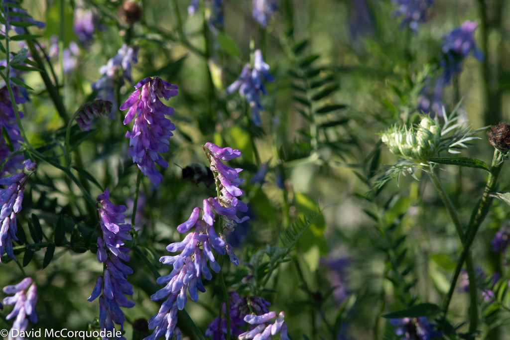 Bumble bee Foraging Favourites – Bumble bees of Unama'ki