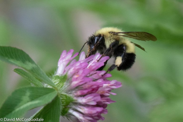 what-makes-a-bumble-bee-bumble-bees-of-unama-ki