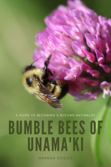 Bumble bees of Unama'ki  book cover