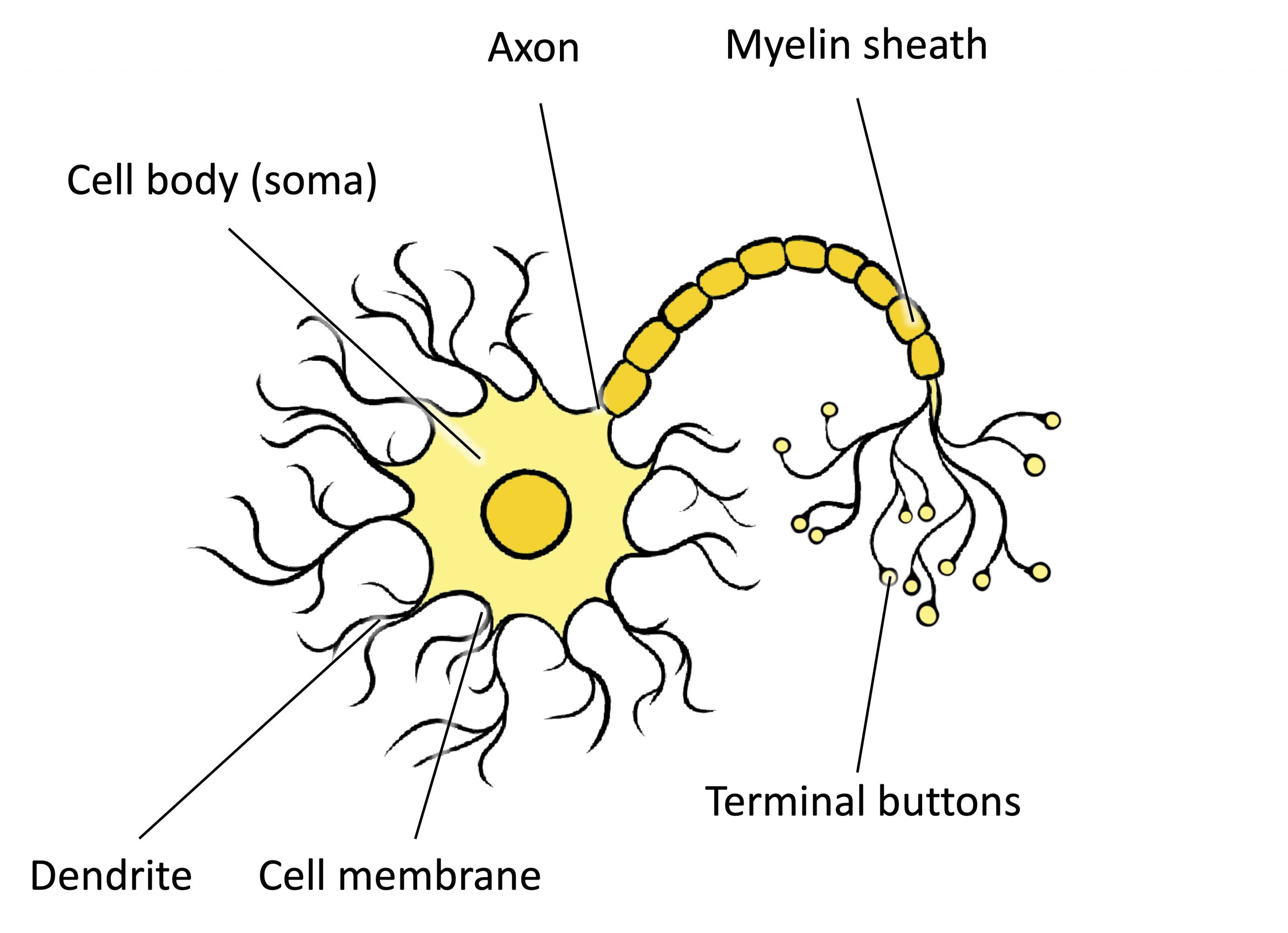 An illustration shows a neuron with labeled parts for the cell membrane, dendrite, cell body, axon, and terminal buttons. A myelin sheath covers part of the neuron.
