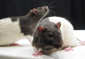 A photograph shows two rats.