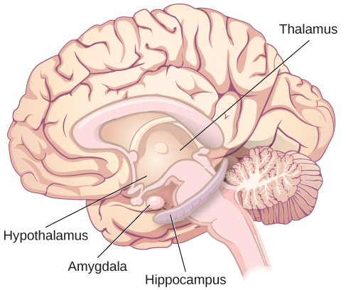 An illustration of the brain labels the locations of the “thalamus,” “hypothalamus,” “amygdala,” and “hippocampus.”
