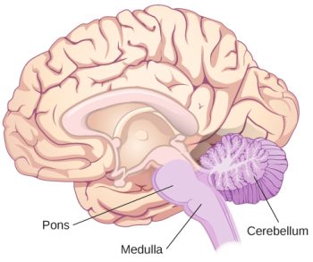 The Brain and Spinal Cord – Introduction to Psychology & Neuroscience ...