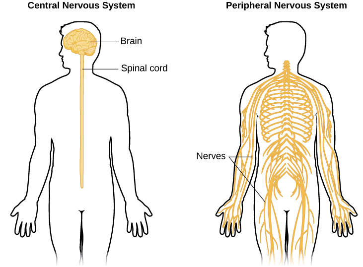 An illustrated outline of a human body labeled “central nervous system” shows the location of the “brain” and “spinal cord.” To the right, is an illustrated outline of the human body labeled “peripheral nervous system” which shows many “nerves” inside the body.
