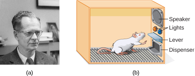 (A) A photograph shows B.F. Skinner. (B) An illustration shows a rat in a Skinner box: a chamber with a speaker, lights, a lever, and a food dispenser.