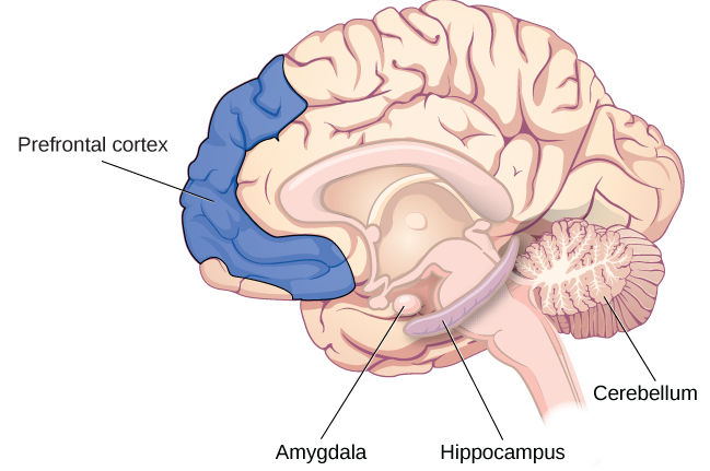 An illustration of a saggittal view of the brain shows the location of the prefrontal cortex, amygdala, hippocampus, and cerebellum.