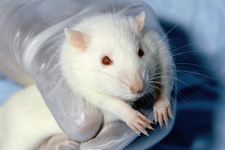 A photograph shows a rat, being held by human hands.