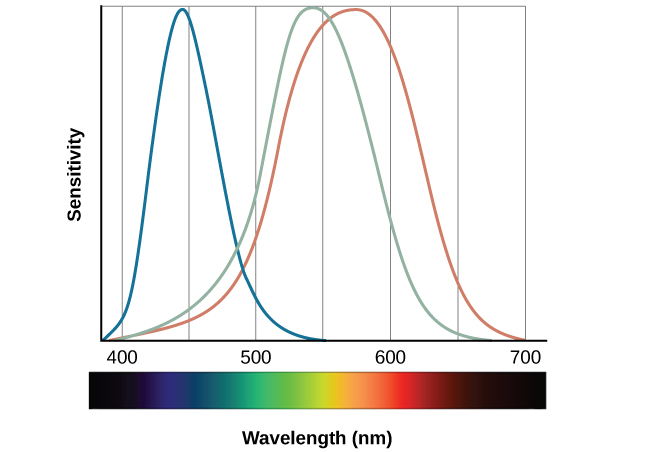 A graph is shown with “sensitivity” plotted on the y-axis and “Wavelength” in nanometers plotted along the x-axis with measurements of 400, 500, 600, and 700. Three lines in different colors move from the base to the peak of the y axis, and back to the base. The blue line begins at 400 nm and hits its peak of sensitivity around 455 nanometers, before the sensitivity drops off at roughly the same rate at which it increased, returning to the lowest sensitivity around 530 nm. The green line begins at 400 nm and reaches its peak of sensitivity around 535 nanometers. Its sensitivity then decreases at roughly the same rate at which it increased, returning to the lowest sensitivity around 650 nm. The red line follows the same pattern as the first two, beginning at 400 nm, increasing and decreasing at the same rate, and it hits its height of sensitivity around 580 nanometers. Below this graph is a horizontal bar showing the colors of the visible spectrum.