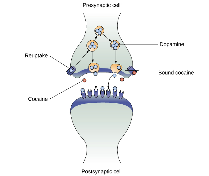 An illustration of a presynaptic cell and a postsynaptic cell shows these cells’ interactions with cocaine and dopamine molecules. The presynaptic cell contains two cylinder-shaped channels, one on each side near where it faces the postsynaptic cell. The postsynaptic cell contains several receptors, side-by-side across the area that faces the presynaptic cell. In the space between the two cells, there are both cocaine and dopamine molecules. One of the cocaine molecules attaches to one of the presynaptic cell’s channels. This cocaine molecule is labeled “bound cocaine.” An X-shape is shown over the top of the bound cocaine and the channel to indicate that the cocaine does not enter the presynaptic cell. A dopamine molecule is shown inside of the presynaptic cell’s other channel. Arrows connect this dopamine molecule to several others inside of the presynaptic cell. More arrows connect to more dopamine molecules, tracing their paths from the channel into the presynaptic cell, and out into the space between the presynaptic cell and the postsynaptic cell. Arrows extend from two of the dopamine molecules in this in-between space to the postsynaptic cell’s receptors. Only the dopamine molecules are shown binding to the postsynaptic cell’s receptors.