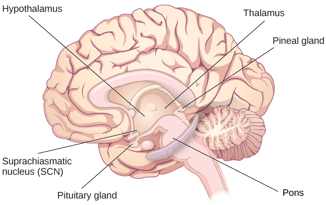 An illustration of a brain shows the locations of the hypothalamus, thalamus, pons, suprachiasmatic nucleus, pituitary gland, and pineal gland.