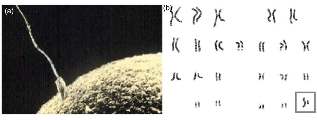 Side by side photos. Left photo shows microscope image of sperm fusing with ovum. Right image shows 23 pairs of chromosomes in an array.