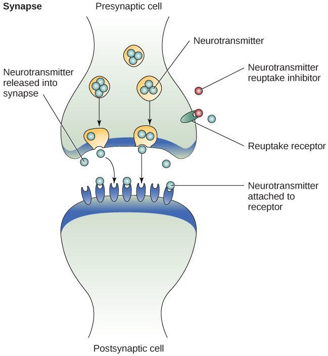 An illustration shows the synaptic space between two neurons with neurotransmitters being released into the synapse and attaching to receptors.
