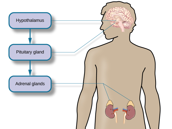 A figure shows an outline of the human body that indicates various parties of the body related to the hypothalamic-pituitary-adrenal axis. The hypothalamus, pituitary gland, and adrenal glands are labeled. There is an arrow from hypothalamus to pituitary gland and another arrow from pituitary gland to adrenal glands. These arrows represent the flow between these organs.