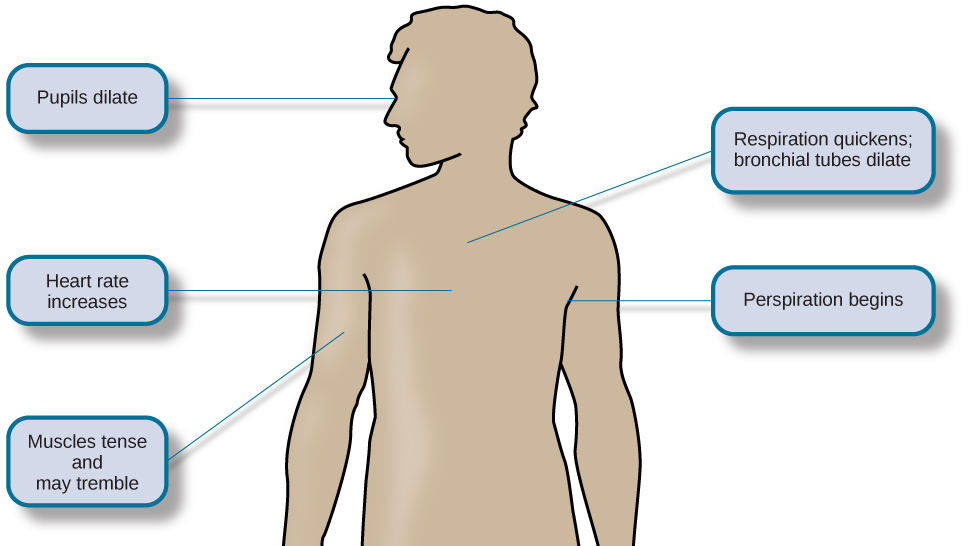 A figure shows the basic outline of a human body and indicates the body’s various responses to fight or flight, including: pupils dilate, heart rate increases, muscles tense and may tremble, respiration quickens, bronchial tubes dilate, and perspiration begins.