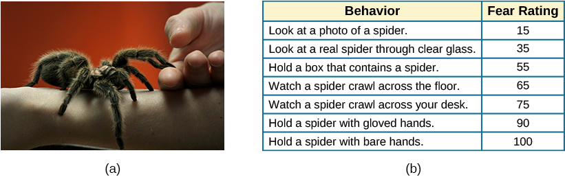 A close-up picture of a very large spider on a person’s arm is shown. The person is using its other hand to hold up two of the spider’s legs.
