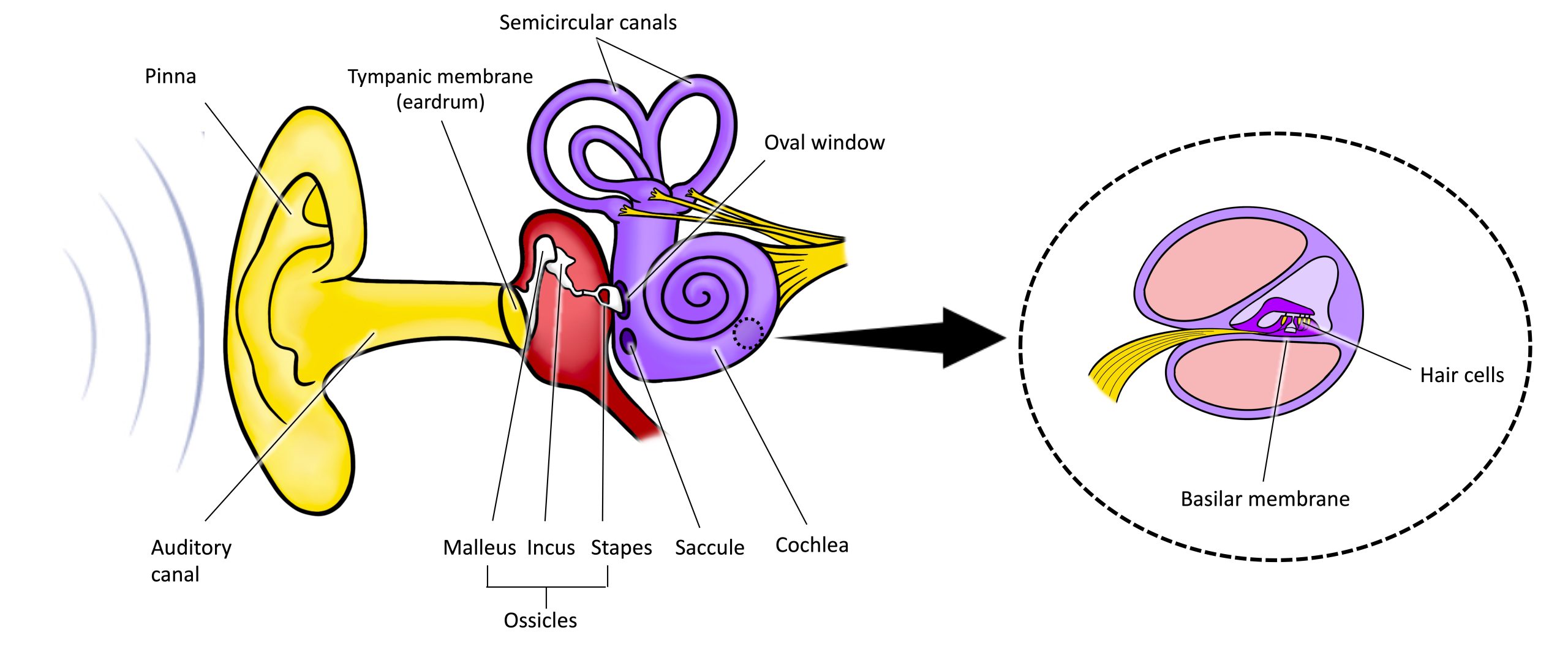An illustration shows sound waves entering the “auditory canal” and traveling to the inner ear. The locations of the “pinna,” “tympanic membrane (eardrum)” are labeled, as well as parts of the inner ear: the “ossicles” and its subparts, the “malleus,” “incus,” and “stapes.” A close-up illustration of the inner ear that shows the locations of the “semicircular canals,” “oval window,” “saccule,” and “cochlea”. A callout window shows the “basilar membrane" and "hair cells.”