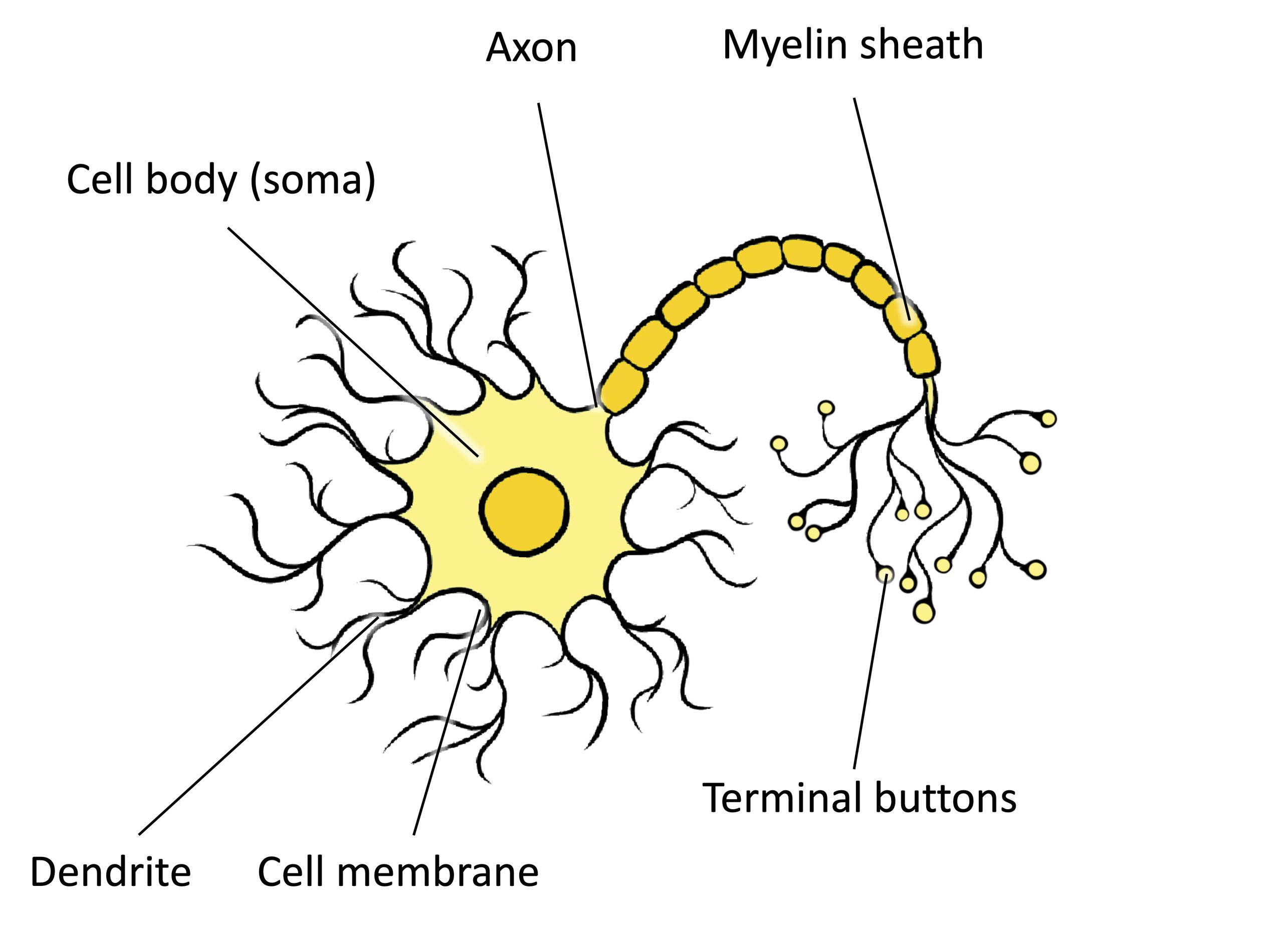 An illustration shows a neuron with labeled parts for the cell membrane, dendrite, cell body, axon, and terminal buttons. A myelin sheath covers part of the neuron.