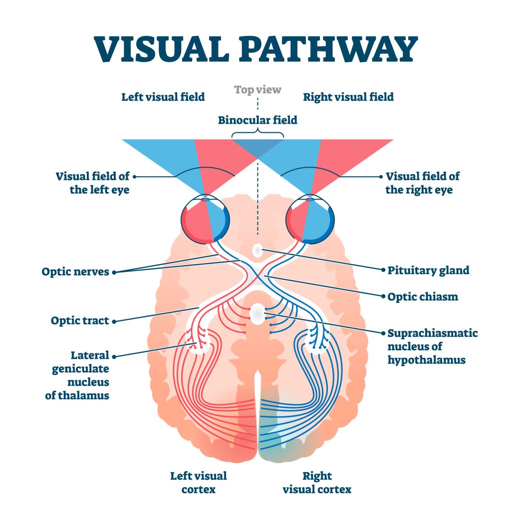 A drawing demonstrating the visual pathway. A horizontal top view of the brain shows the two eyes at the front. Visual field of the left eye sends visual sensations to the right visual cortex through optic nerves and the optic tract. Similarly the right visual field sends information to the left visual cortex. Binocular field information of the left and right eye is sent to the left and right visual cortices respectively. The optic tract connects to the lateral geniculate nucleus of the thalamus. The pituitary gland is labeled and appears at a point centrally behind the two eyes. The optic nerves for each eye intersect behind the pituitary gland, and further behind this is the suprachiasmatic nucleus of the hypothalamus to which branches of the optic tract also connect.