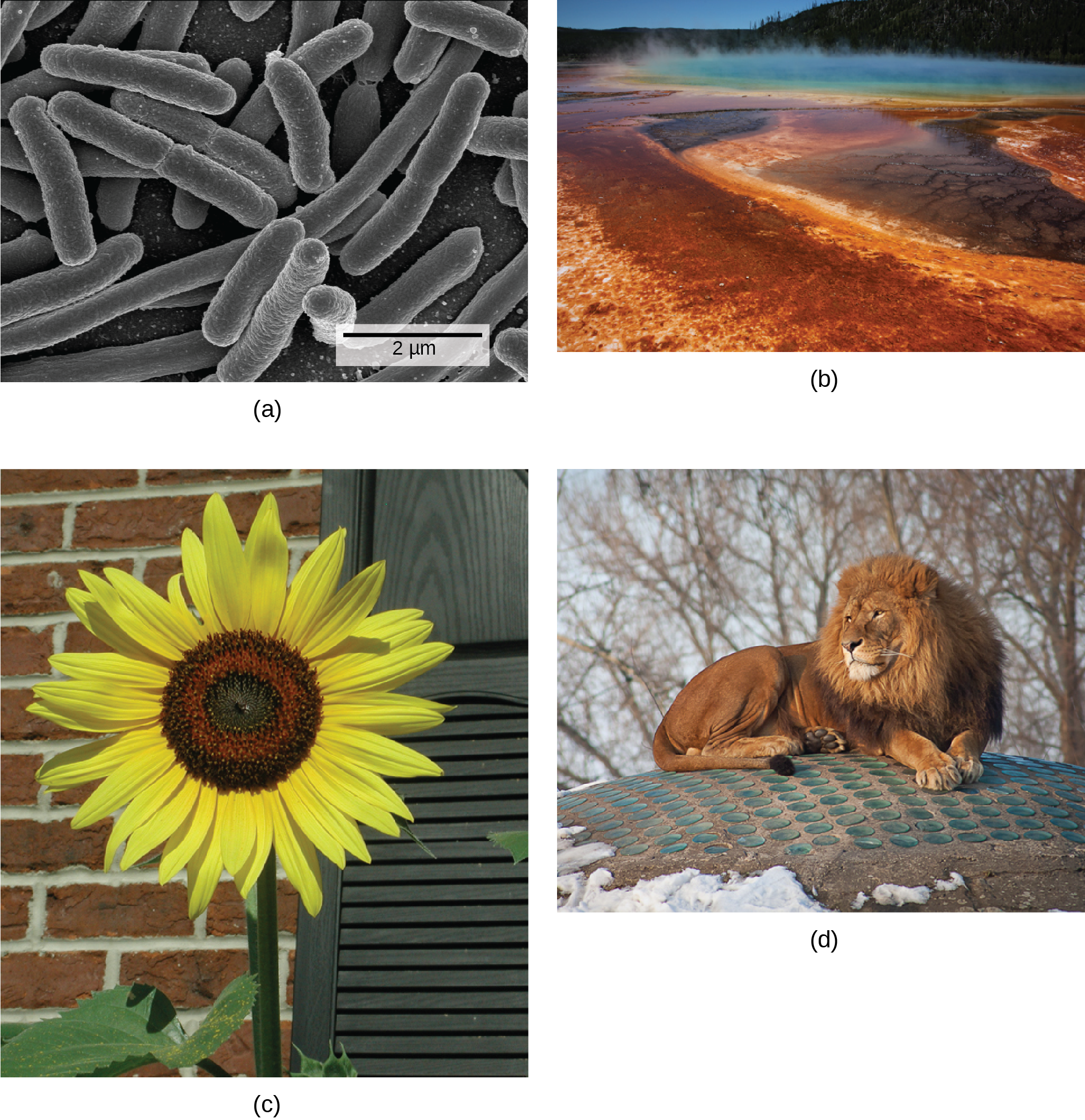 There are four photos shown. The first photo is a micrograph, showing tubelike bacterial. The second photo shows a steaming body of water, refered to as a hot vent. Some of the water is a typical blue, while the outer edges are rust colored. The third picture shows a tall sunflower, with a thick stem and bright yellow petals. The fourth photo shows a muscular lion that has a thick mane of hair around its neck and head.