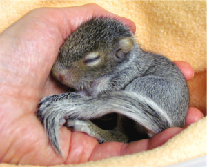 Image shows a squirrel being held by a person.