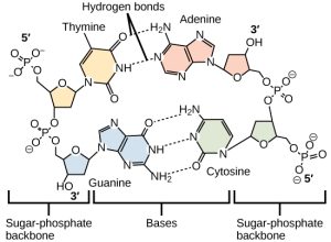 Molecular models show hydrogen bonding between thymine and adenine, and between cytosine and guanine. These four DNA bases are organic molecules containing carbon, nitrogen, oxygen, and hydrogen in complex ring structures. Hydrogen bonds between the bases hold them together.