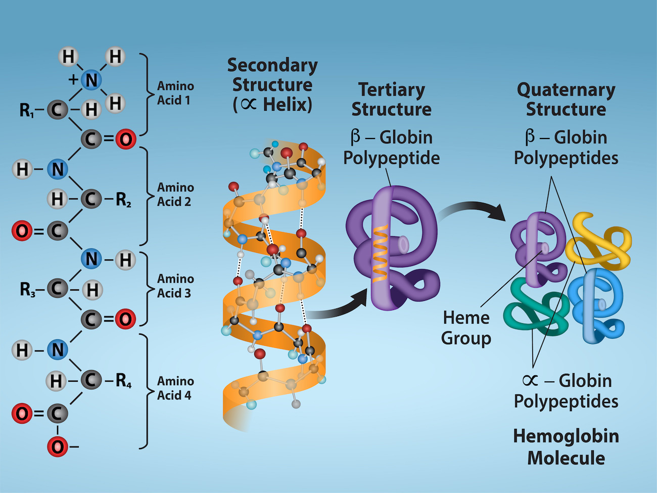 Proteins Biology E For Biol And Biol