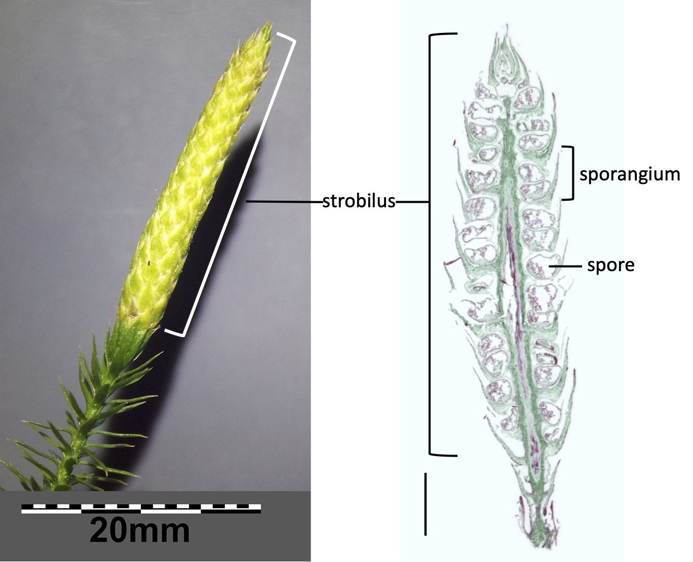 254 Seedless Vascular Plants Biology 2e For Biol 111 And Biol 112 7409