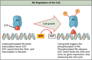 This illustration shows the regulation of the cell cycle by the upper case R lower case b protein. Unphosphorylated upper R lower b binds the transcription factor E 2 F. E 2 F cannot bind the D N A, and transcription is blocked. Cell growth triggers the phosphorylation of R b. Phosphorylated R b releases E 2 F, which binds the D N A and turns on gene expression, thus advancing the cell cycle.