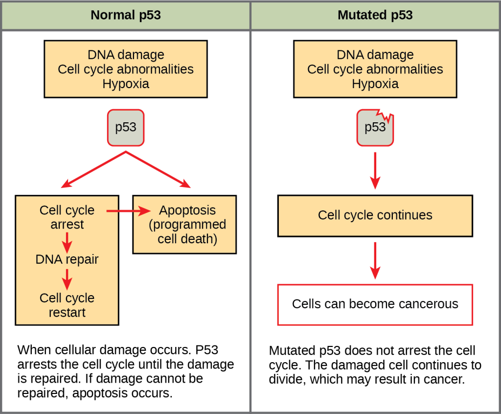 Part a: This illustration shows cell cycle regulation by normal lower case p 5 3, which arrests the cell cycle in response to D N A damage, cell cycle abnormalities, or hypoxia. Once the damage is repaired, the cell cycle restarts. If the damage cannot be repaired, apoptosis meaning programmed cell death, occurs. Part b: Mutated p 5 3 does not arrest the cell cycle in response to cellular damage. As a result, the cell cycle continues, and the cell may become cancerous.