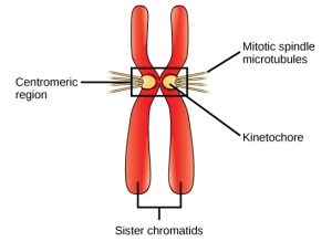 This illustration shows two sister chromatids. Each has a kinetochore at the centromere, and mitotic spindle microtubules radiate from the kinetochore.