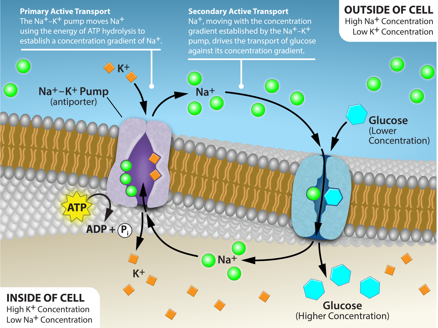 5.3 Active Transport – Biology 2e for Biol 111 and Biol 112