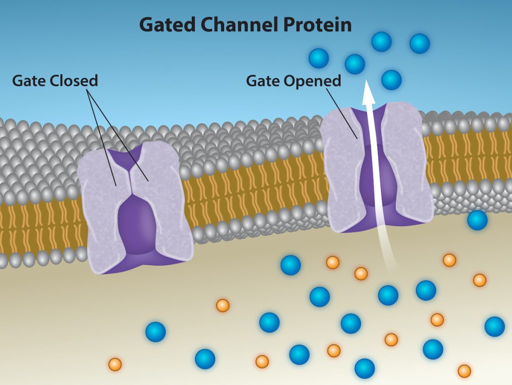 This illustration shows two channel proteins in the plasma membrane. One protein is labeled gate closed, and there is no space for particles to pass through. The other is labeled gate open, and there is a space for substances to pass through. Substances of the same type appear on both sides of the membrane near the open-gated protein.