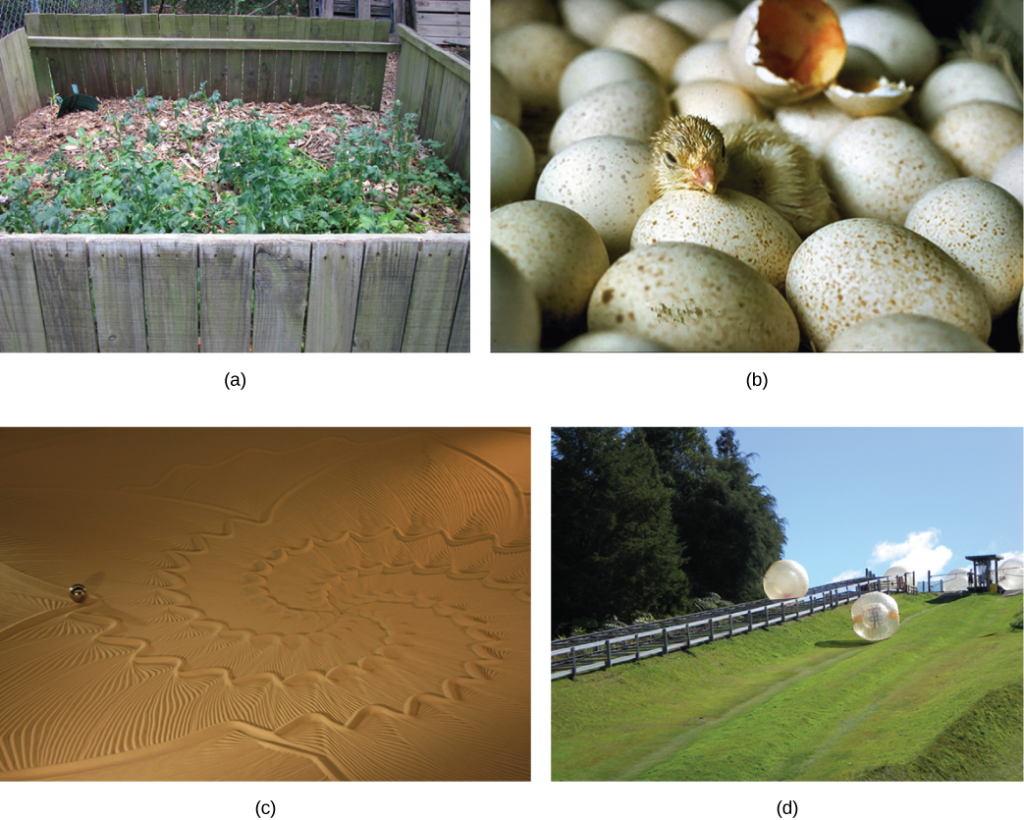 There are four photos show. The first photo shows a pile of wood chips and dirt, with small plants growing from this. The second photo shows a small baby bird breaking out of its egg as it hatches. The third photo shows a large patch of desert where someone has drawn patterns in the sand. The fourth photo shows a grassy hill outside where people climb into giant inflatable balls and roll down the hillside.