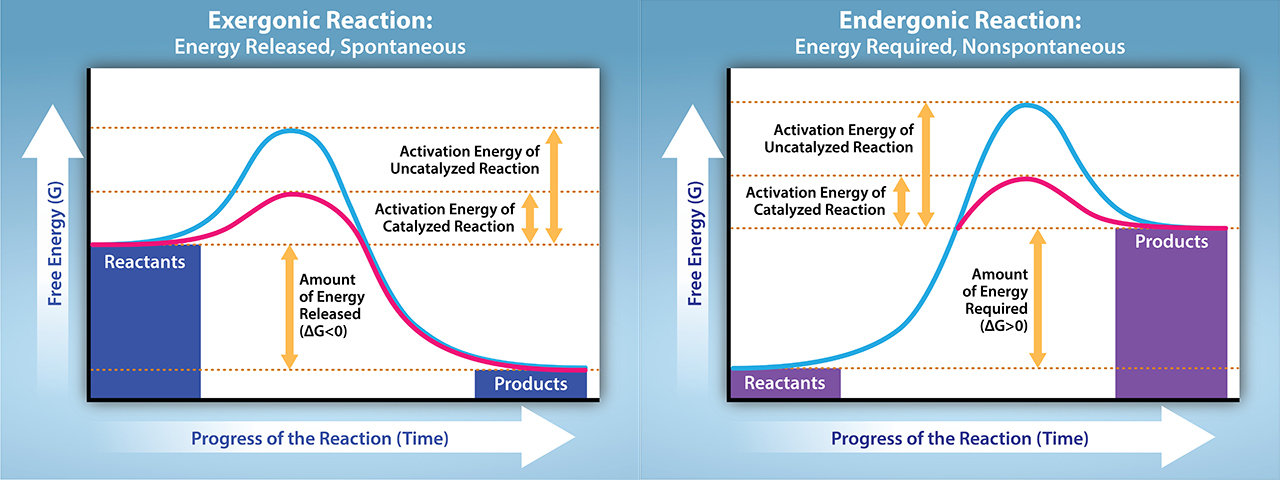 The two plots show the change in Gibbs free energy as reactants are converted to products. Gibbs free energy decreases with time for an exergonic reaction (left), and the reaction is spontaneous. Gibbs free energy increases with time for an endergonic reaction (right), and the reaction is not spontaneous.