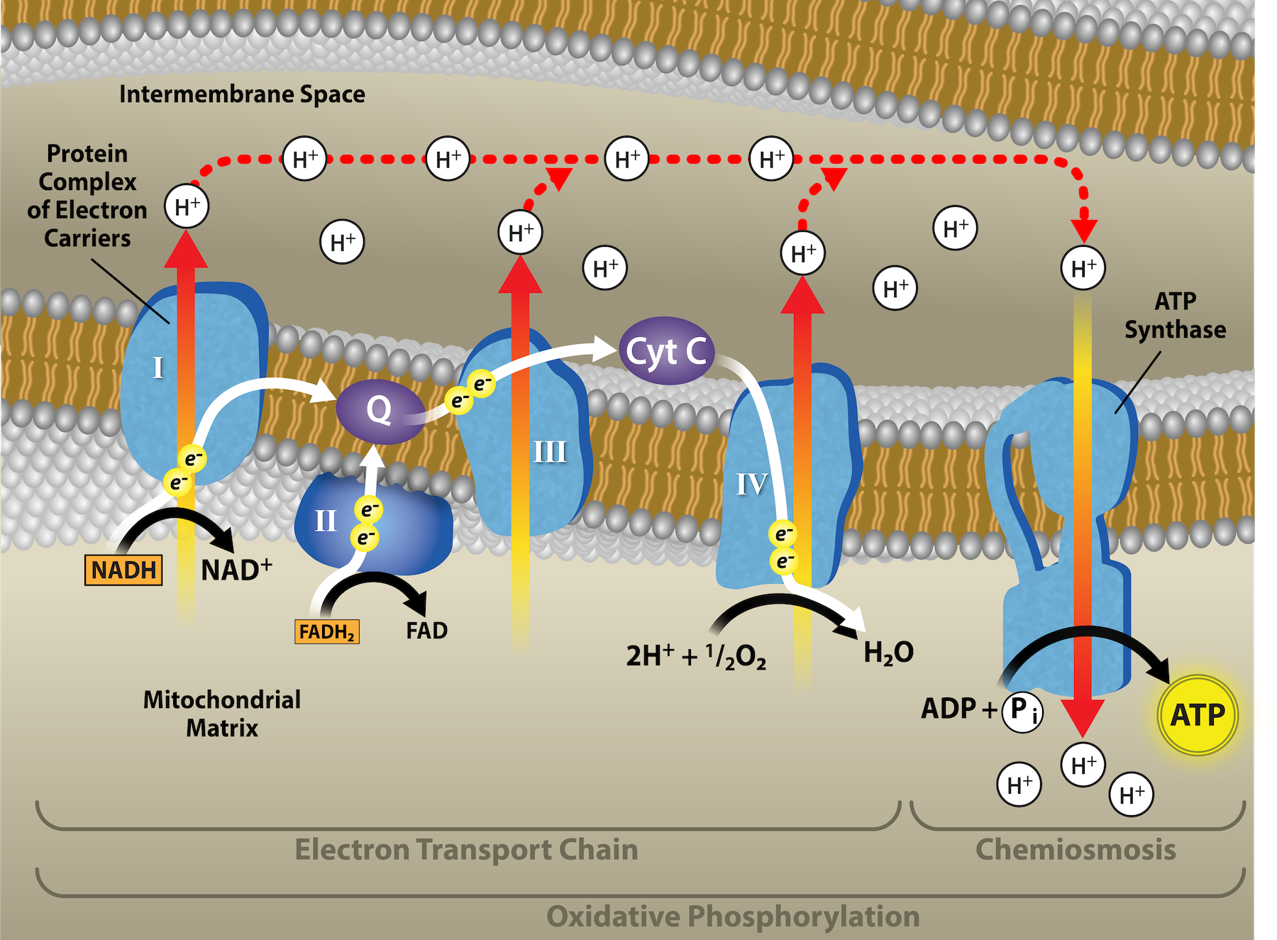 7.4 Oxidative Phosphorylation – Biology 2e for Biol 111 and Biol 112