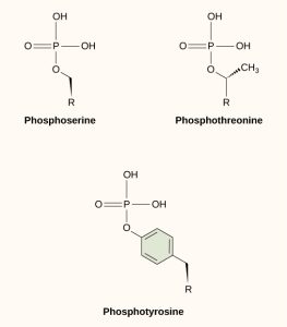 Molecular structures of phosphoserine, phosphothreonine and phosphotyrosine are shown. In each molecule, a phosphate is attached to an oxygen on the amino acid.