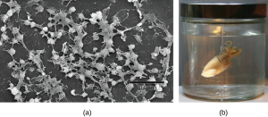 Part a: This electron micrograph shows a film of bacteria. Part b: This photo shows a Hawaiian bobtail squid.